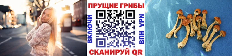 Псилоцибиновые грибы Cubensis  Новоуральск 